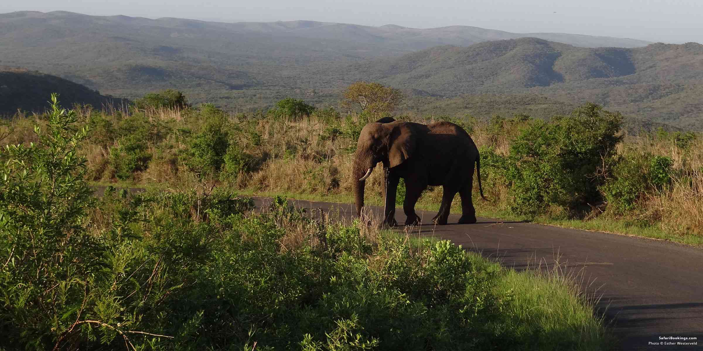 Best safari in South Africa